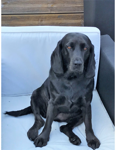 Kit Accueil Canin conditionnement...