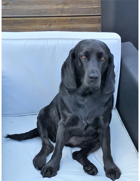 Kit Accueil Canin conditionnement dans box